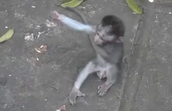 Monkey Hug GIF - Monkey Hug Give Me A Hug GIFs