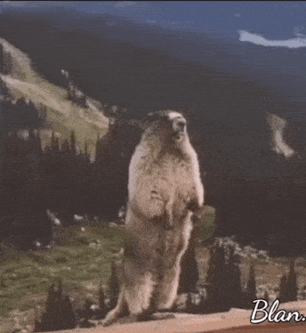 a marmot standing on its hind legs in front of a mountain with the words la fit 2 written on the bottom