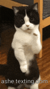 a black and white cat is standing on its hind legs with the text ashe texting dom below it