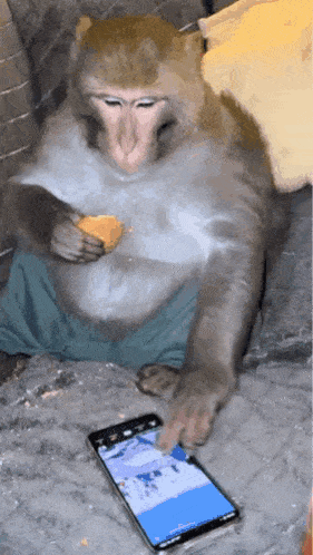 a monkey sitting on a couch looking at a phone