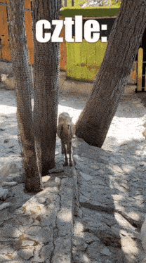a picture of a goat with the word cztle written above it