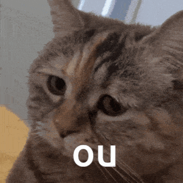 a close up of a cat with the word ou written on it