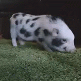L嗨 Spotted Pig GIF - L嗨 Spotted Pig GIFs