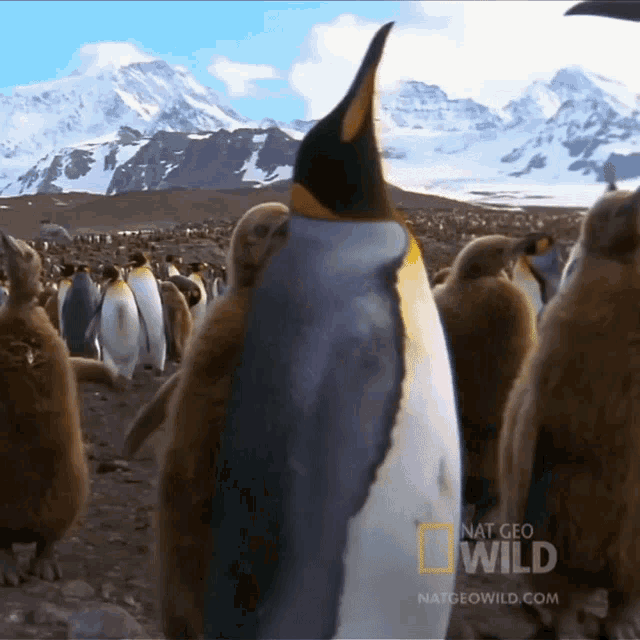 Ill Head Off National Geographic GIF - Ill Head Off National Geographic Penguin Parent Powers GIFs
