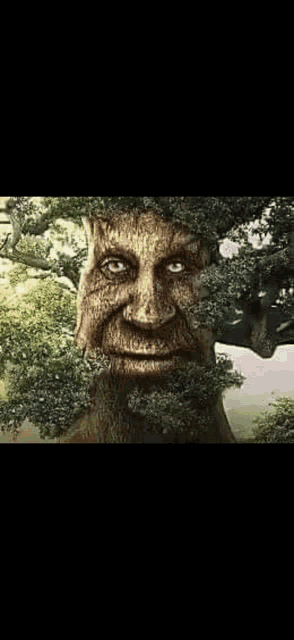 a tree with a face carved into it