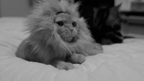 I'M Kitty Perry, Hear Me Roar.  GIF - Kitty Perry Cats Cat Lion GIFs