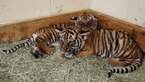 Just A Friendly Greeting GIF - Tiger Cubs Tiger Meow GIFs