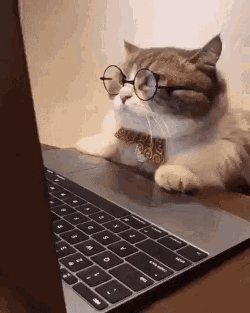Cat Computer GIF - Cat Computer Working GIFs