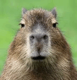 Capybara Capybara Meme GIF - Capybara Capybara Meme GIFs