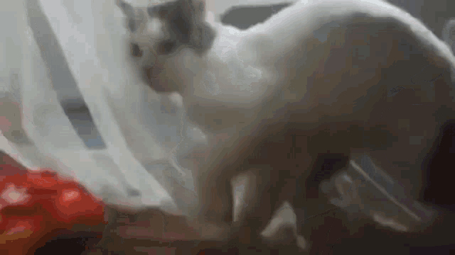 a white cat is standing in front of a window with a white curtain .