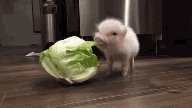 Pig Eating Cabbage Cabbage GIF - Pig Eating Cabbage Pig Eating Cabbage GIFs