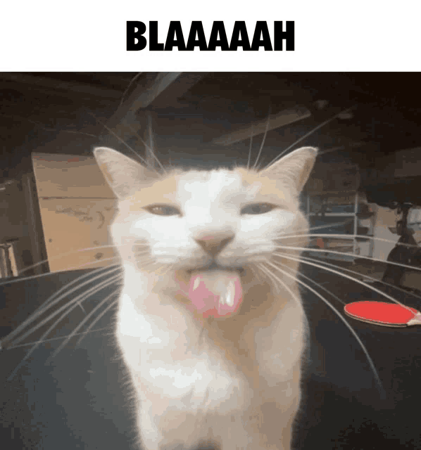 Blaaaaah Meme