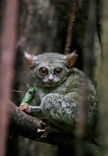 Cat Chewing GIF - Cat Chewing Tarsier GIFs