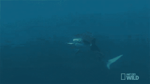 a shark is swimming in the ocean with a national geographic wild logo