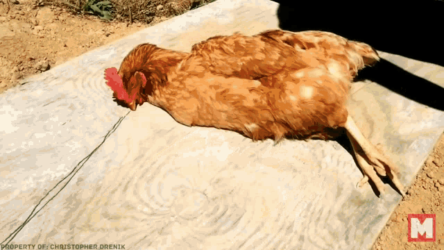 улица Chicken GIF - улица Chicken Sleep GIFs