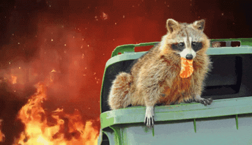 a raccoon with a piece of food in its mouth is sitting on top of a trash can