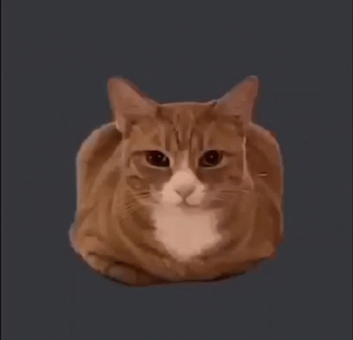 Cat Bounce GIF - Cat Bounce Loop GIFs