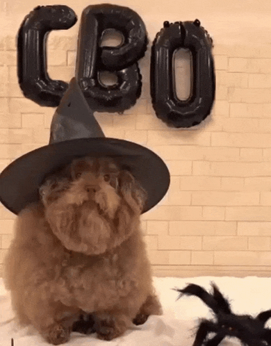 a dog wearing a witch hat is standing in front of a sign that says cbo
