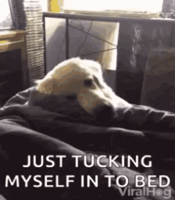 Good Night Just Tucking Myself In To Bed GIF