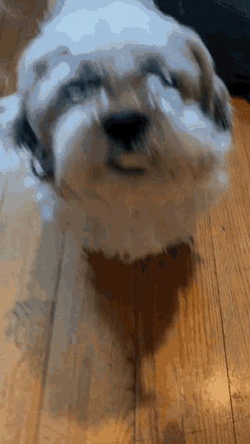 a small white dog is sitting on a wooden floor looking up at the camera .