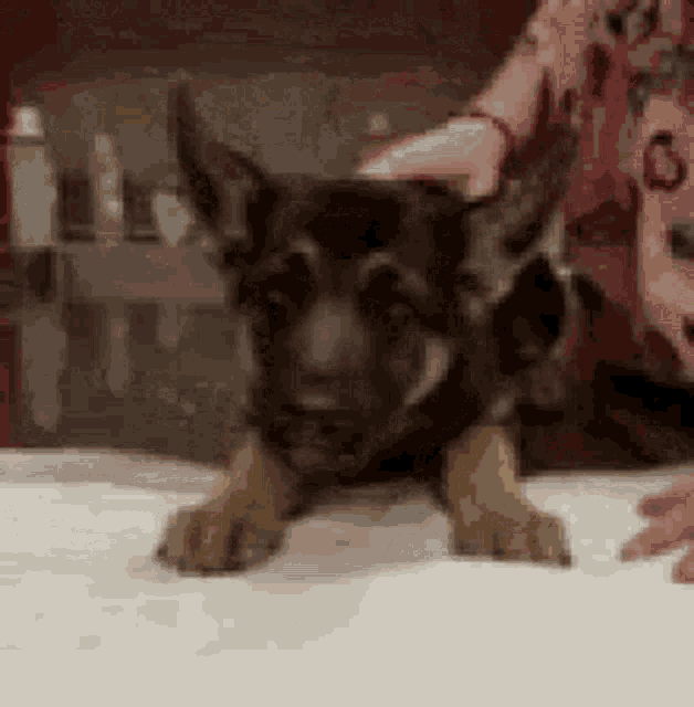 Puking Dog Named Lalo GIF - Puking Dog Named Lalo GIFs