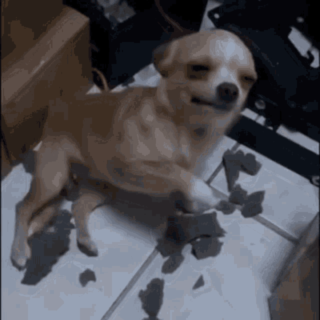 a small dog is standing on its hind legs on a tiled floor and looking at the camera .