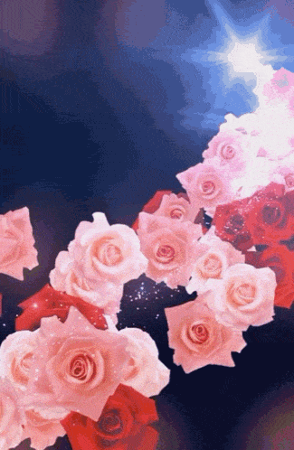 a bunch of pink roses on a dark blue background