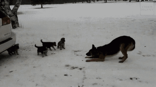 Snow Dog GIF - Snow Dog Scared GIFs