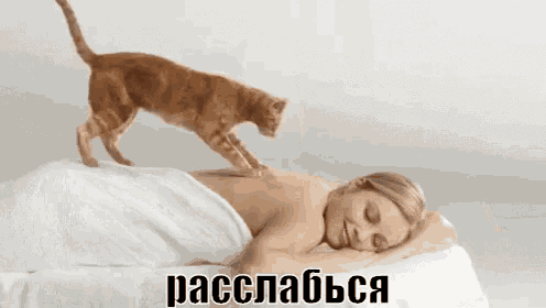 расслабься не переживай отдохни массаж кот успокойся GIF - Relax Relaxing Chill Out GIFs