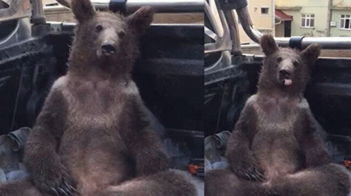 Bear GIF - Bear GIFs