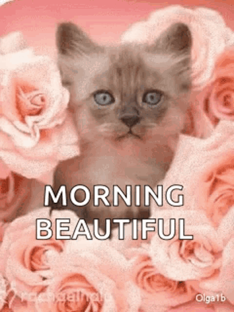 Good Morning Kitty GIF - Good Morning Kitty Rose GIFs