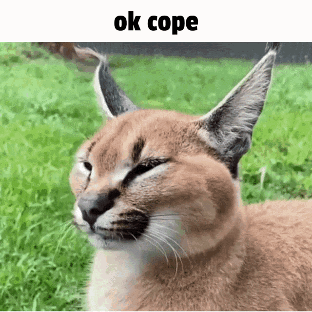 Ok Cope Floppa GIF - Ok Cope Floppa Kora GIFs