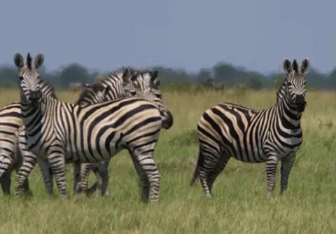 Curious Zeebras GIF - Savage Kingdom Zeebreas Wild Animals GIFs