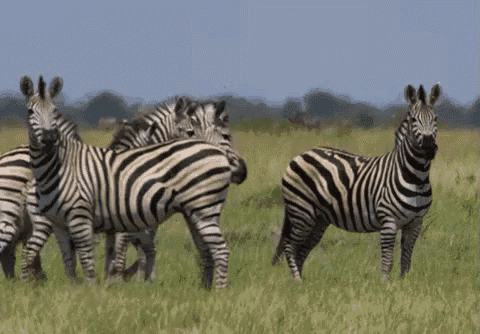 a herd of zebras standing in the grass