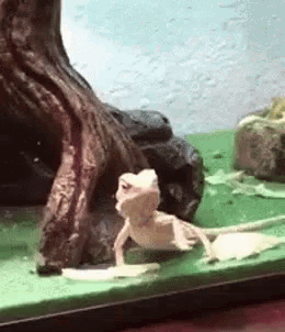 a lizard is standing on a green table next to a tree trunk .