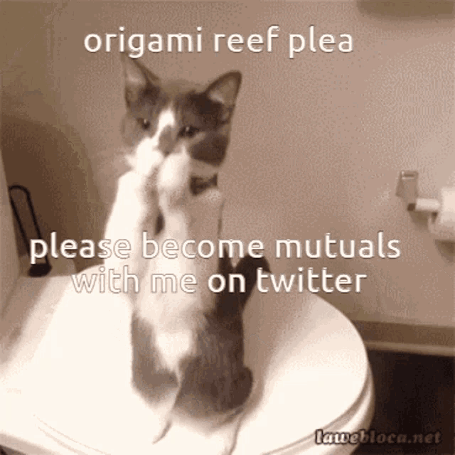 Catsoda Origami Reef GIF