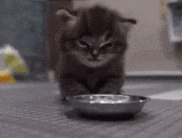 a kitten is eating out of a metal bowl