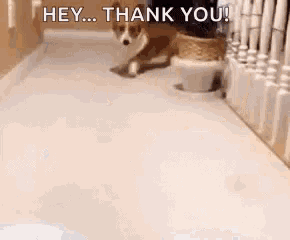 a brown and white dog is running down a hallway with the words hey ... thank you written on the floor .