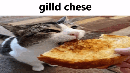 Gilld Chess Sandhwich GIF