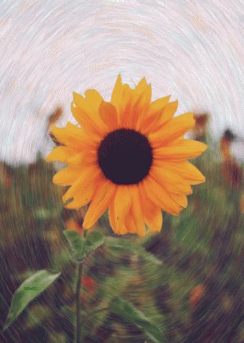 Flowers Sunflower GIF - Flowers Sunflower GIFs