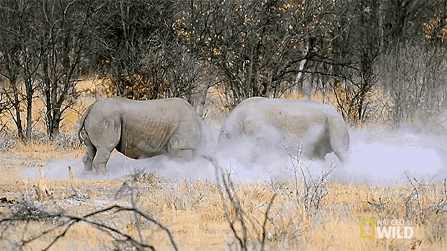 Fighting Witness A Rhino Rumble GIF - Fighting Witness A Rhino Rumble Stomp GIFs