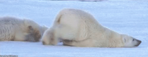 Tuesday Polar Bear GIF - Tuesday Polar Bear GIFs