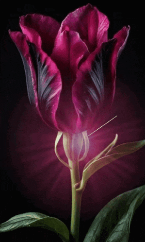 a close up of a purple flower with a black background