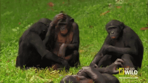 a group of chimpanzees sitting in the grass with a national geographic wild logo