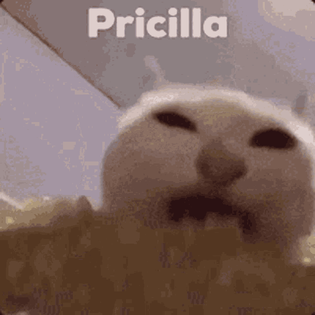 a close up of a cat with the word pricilla on it .