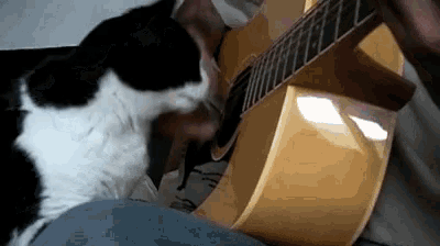 a black and white cat is playing a guitar on a bed