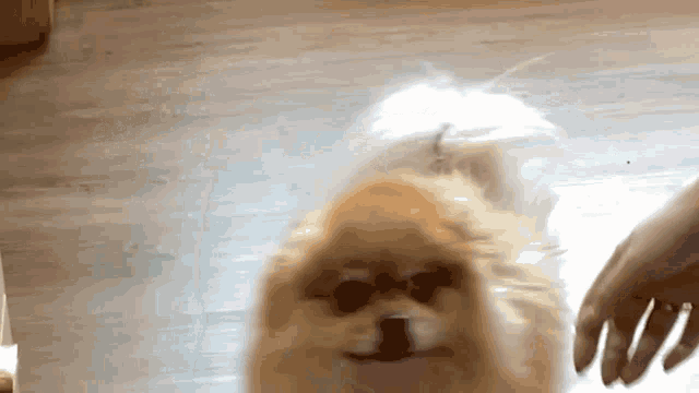 a pomeranian dog is being held by a person 's hand