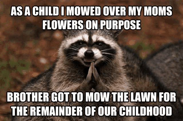 a raccoon with a caption that says as a child i mowed over my moms flowers on purpose brother got to mow the lawn