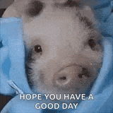 a small pig is wrapped in a blue blanket and being held by a person .