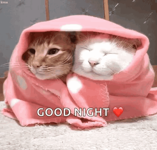 two cats wrapped in a pink blanket with the words good night written above them